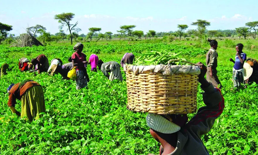 Farming as Identity, Nigeria’s Agricultural Heritage